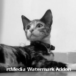 img20250319205233-1-modified